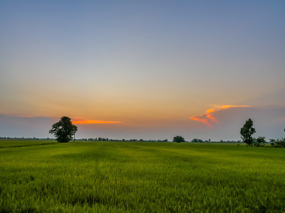 夕阳下的稻田