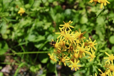 蜜蜂