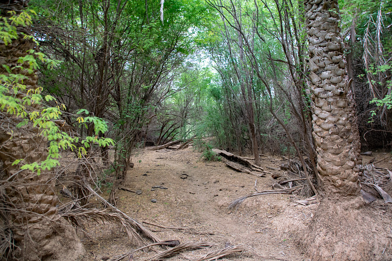 在佛得角博阿维斯塔的Ribeira do Rabil湿地以东的维亚纳沙漠，尘土飞扬，植被繁茂