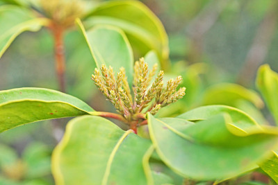 Kalmia