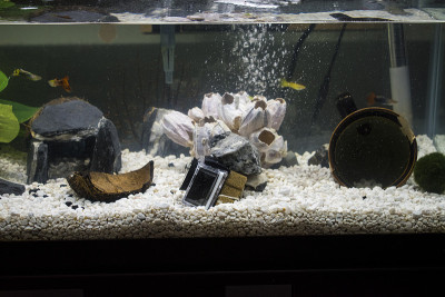 带坟墓、鱼和藤壶结构的水族馆里的小摄像机