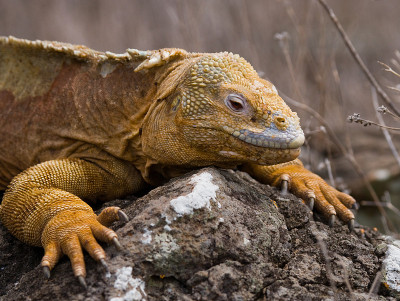 The land iguana sitting on the rocks.