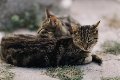 户外休息猫