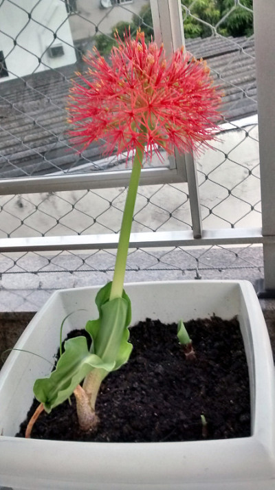 阳台上的花
