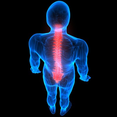 人体骨骼系统解剖学中的脊柱