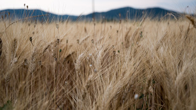 法国普罗旺斯的Campo di grano