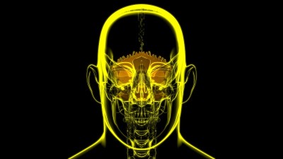 人体骨骼、头盖骨、枕骨解剖学的医学概念