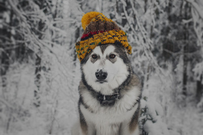 戴着帽子的阿拉斯加雪橇犬