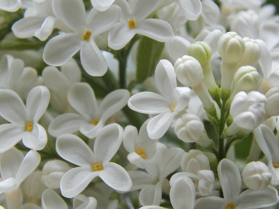 美丽的丁香花特写镜头