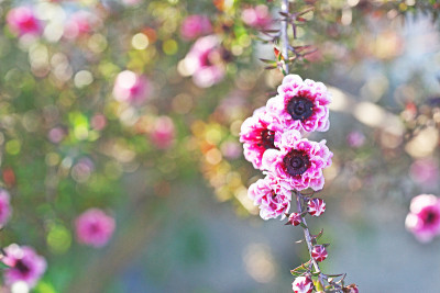 Leptospermum scoparium