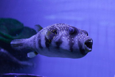 水族馆里的河豚鱼。阿罗特龙 · 西皮杜斯