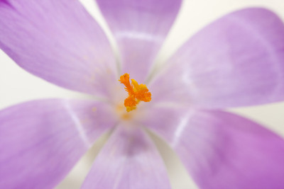 番红花属