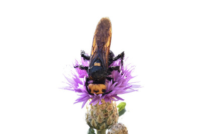 Megascolia maculata。庞大的黄蜂。