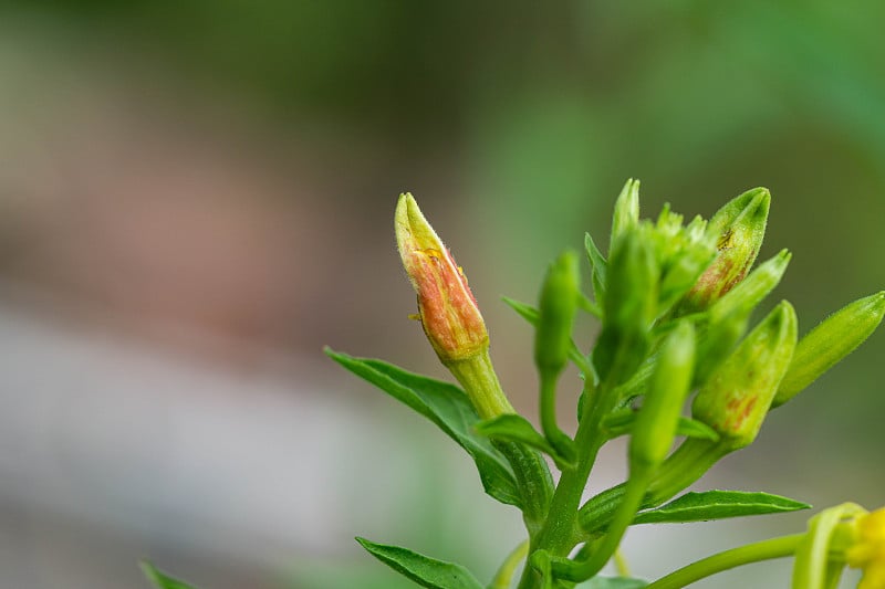 夏季晚樱草花的花蕾