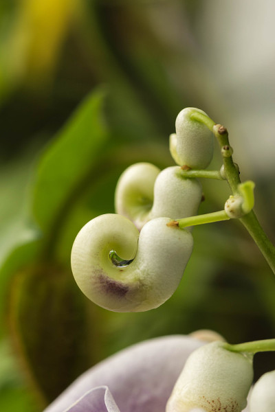 Vigna Caracalla的近景，被称为蜗牛花，有着惊人的香味