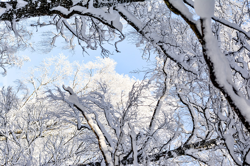 雪覆盖的树木