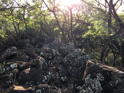 波利黑尔春天在夏威夷考艾岛。