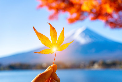以富士山为背景的手指上的枫叶。