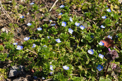 Veronica persica