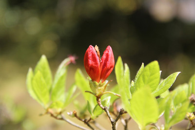 红色的杜鹃花
