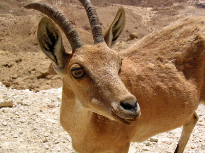在 Makhtesh Ramon（火山口）的 Nubian Ibex