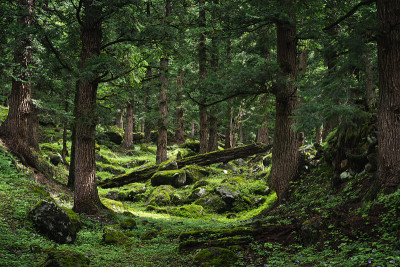 松树林，蕨类和苔藓覆盖地面，自然气氛