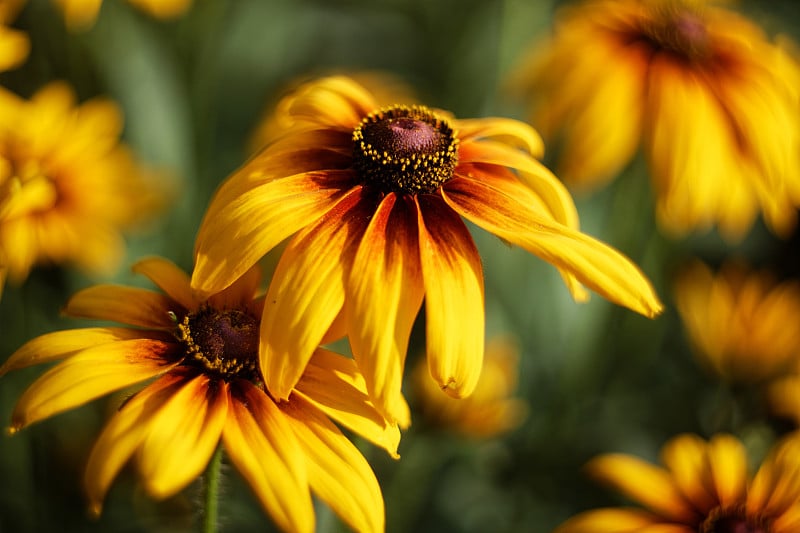 特写橘子花园的rudbeckia花。浅的焦点。