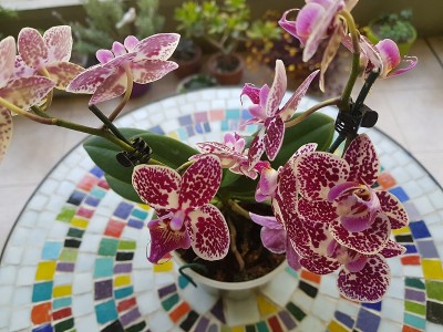 花