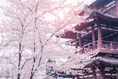 中国西安青龙寺，樱花与传统中式屋顶。
