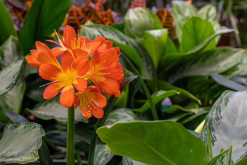 君子兰开花，无茎常绿植物。一种橘黄色的花，长在君子兰高茎上