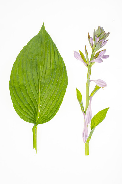 叶和花园林玉簪植物。工作室的照片
