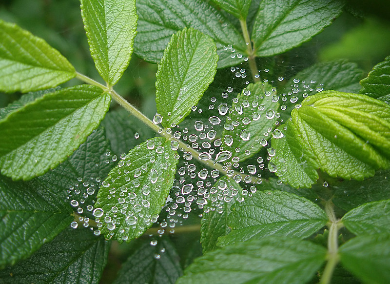 露水