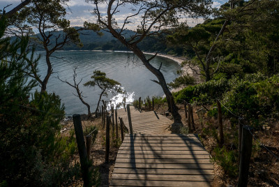 夏天发现波克雷勒斯岛。荒凉的海滩和松树在法国里维埃拉的景观