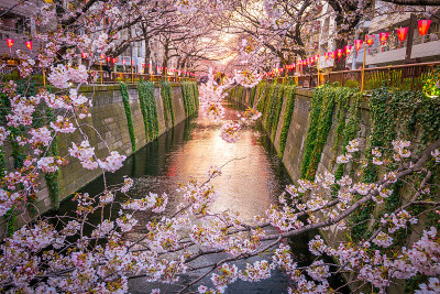 日本东京目黑运河上的樱花