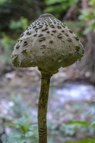 蘑菇