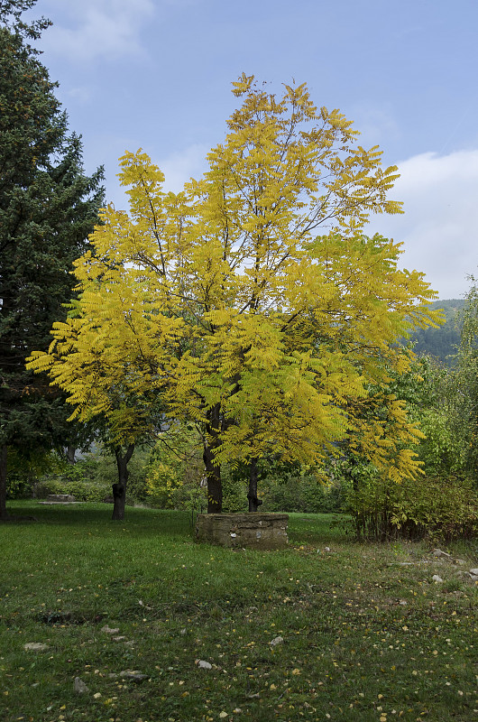 为秋天的树木着色，Pancharevo