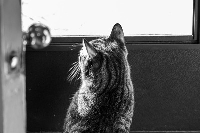 单色猫在看远处