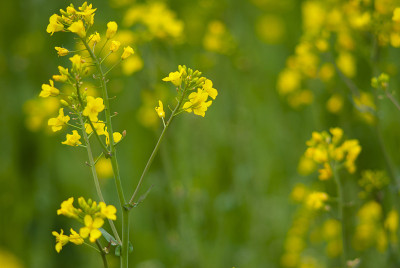 油菜