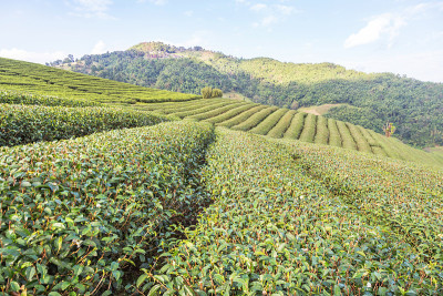 在泰国清莱的Doi Mae Salong的高地上，成排的绿色梯田茶园