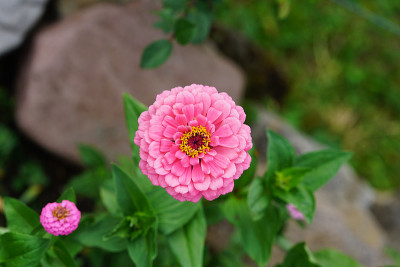 Zinnia