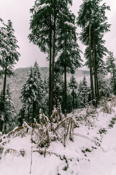冬天，喜马拉雅山上的树被雪覆盖