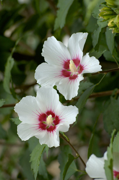 芙蓉