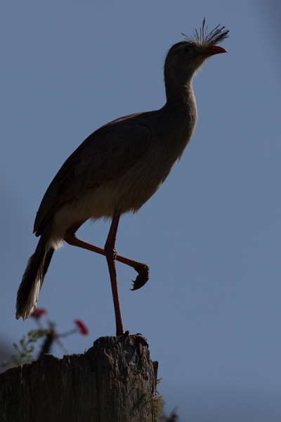 Red-legged Seriema