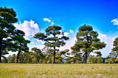 日本黑松
