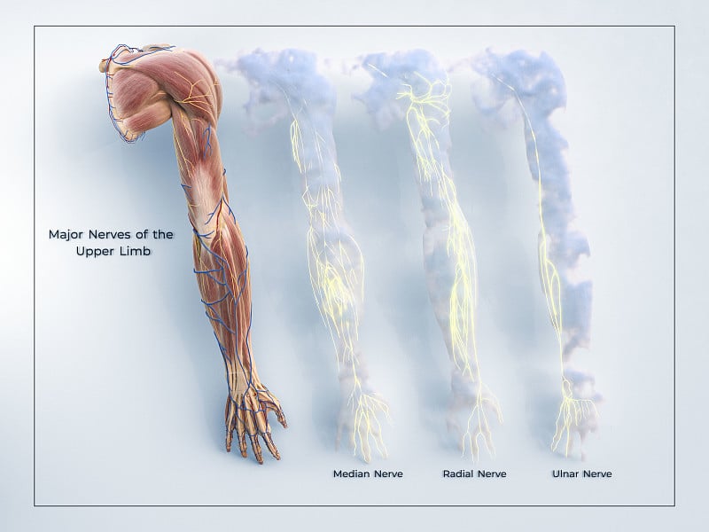 3D上肢主要神经分布模式和肌肉在框架白色背景与明亮的细节