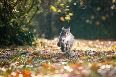 运行的猫