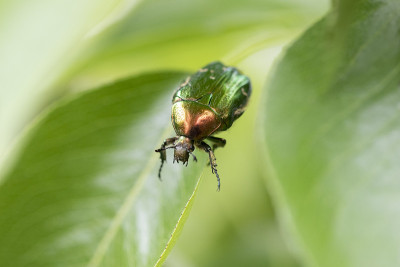 一只甲虫(Cetonia Aurata)在一片绿叶上的特写，背景模糊