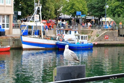 Lonely seagull looking in harbor of Rostock-Warnem
