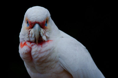 族Corella