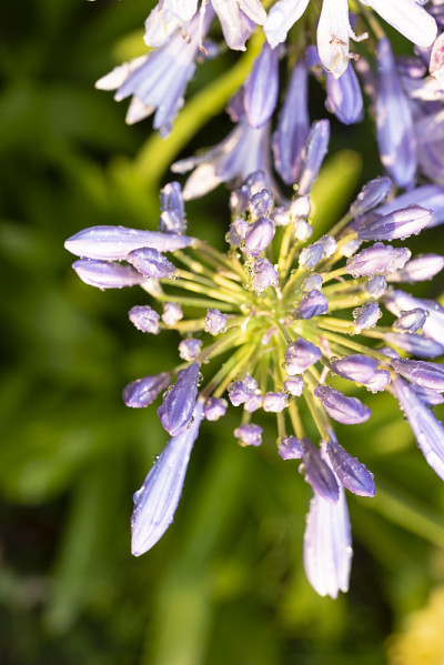 Agapanthus，一种南非蓝百合花
